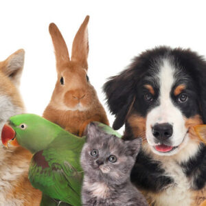 Pets Deals